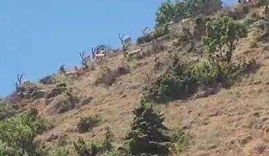 Elazığ’da koruma altındaki dağ keçileri yiyecek ararken görüntülendi. Nesli tükenme