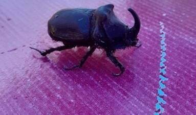 Dünyanın en güçlü böceği olarak bilinen gergedan böceği, Elazığ’da görüldü.