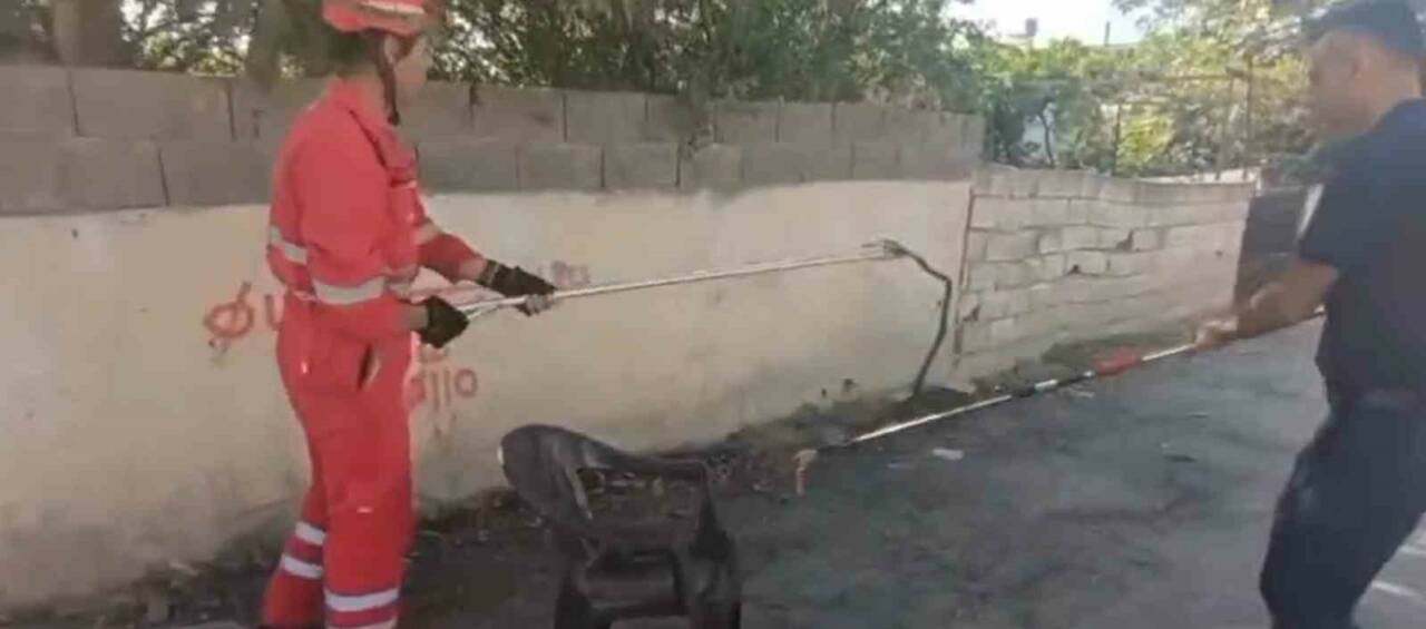 Hatay’ın Dörtyol ilçesinde bir eve giren yılan, özel bir aparatla