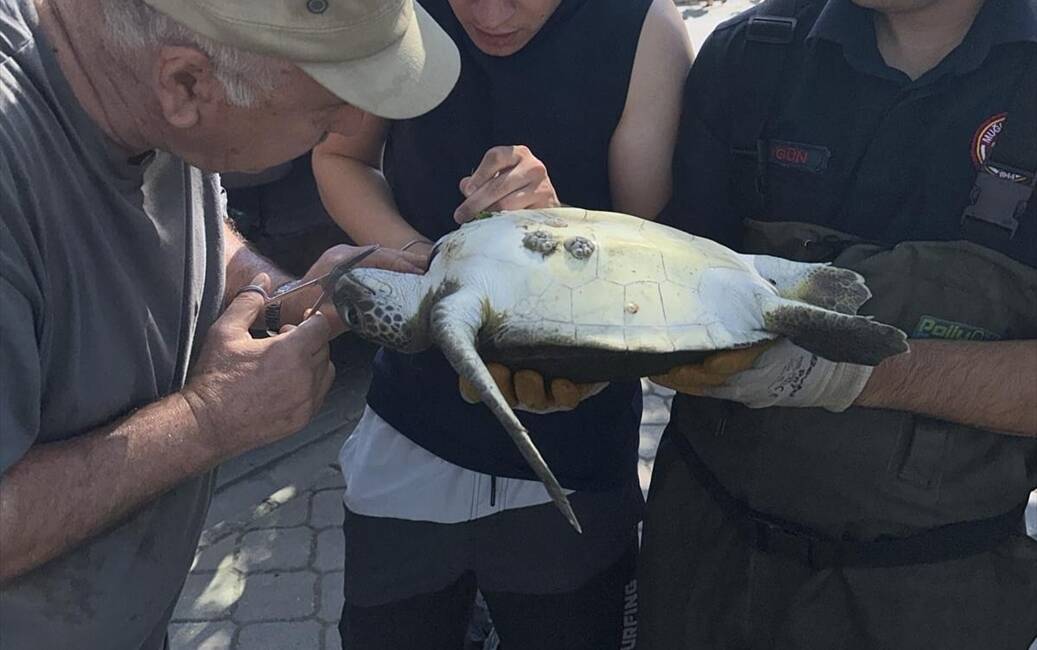 MUĞLA (AA) – Muğla’nın Fethiye ilçesinde kanalda misinaya dolanan caretta