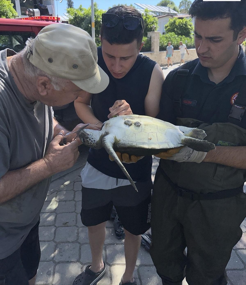 MUĞLA (AA) – Muğla’nın Fethiye ilçesinde kanalda misinaya dolanan caretta