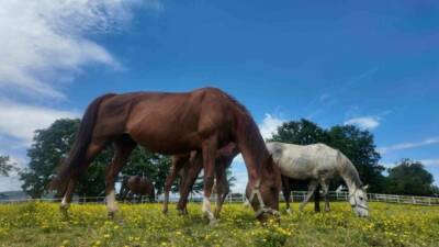 Sanayi kenti olarak bilinen Kocaeli, yalnızca fabrikalarıyla değil, Türkiye’nin değerli