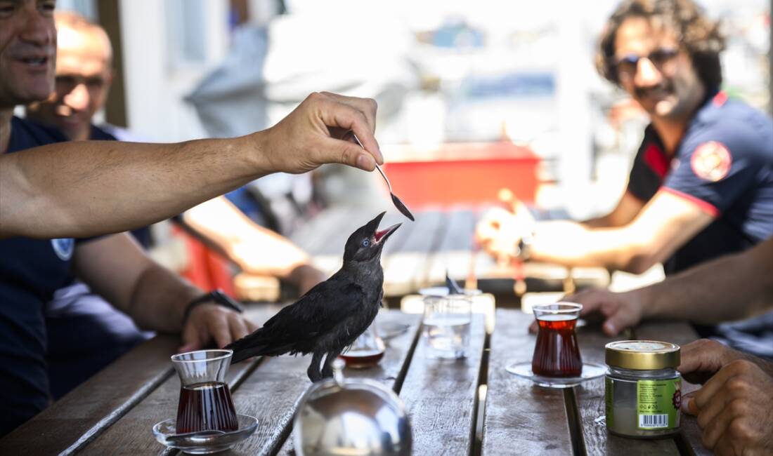 - Arnavutköy'de yavruyken sıkıştığı bacadan itfaiye erlerince kurtarılan ve "Zeytin"