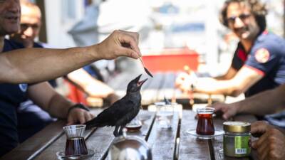 - Arnavutköy'de yavruyken sıkıştığı bacadan itfaiye erlerince kurtarılan ve "Zeytin"