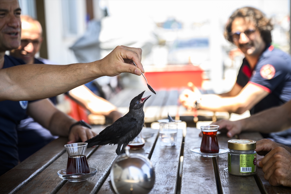 - Arnavutköy'de yavruyken sıkıştığı bacadan itfaiye erlerince kurtarılan ve "Zeytin"