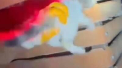 Şanlıurfa’nın Karaköprü ilçesinde bir parkın ahşap kapı girişine sıkışan kedi,