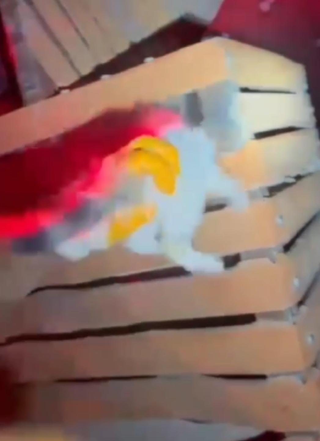 Şanlıurfa’nın Karaköprü ilçesinde bir parkın ahşap kapı girişine sıkışan kedi,