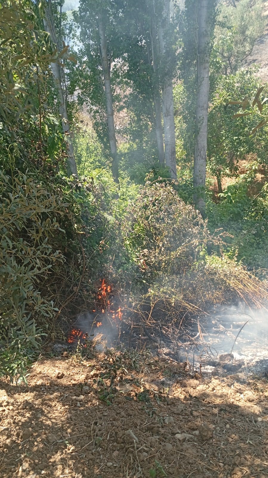 Bursa’nın İznik ilçesinde ormanlık alanda çıkan yangın, itfaiye ekiplerinin hızlı