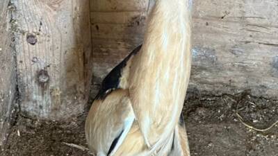 KARABÜK (AA) – Karabük’ün Eflani ilçesinde nesli tehlike altında bulunan