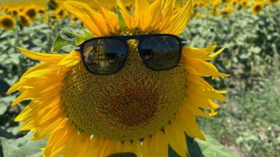 Bursa’nın tarım cenneti Karacabey’de ayçiçekleri çiçek açtı, doğa sarı ve