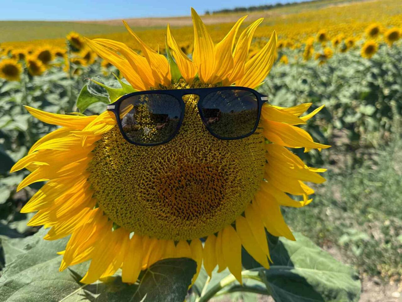 Bursa’nın tarım cenneti Karacabey’de ayçiçekleri çiçek açtı, doğa sarı ve