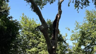 KOCAELİ (AA) – Kocaeli’nin Gölcük ilçesinde ağaçtan kopan dalın düşmesi