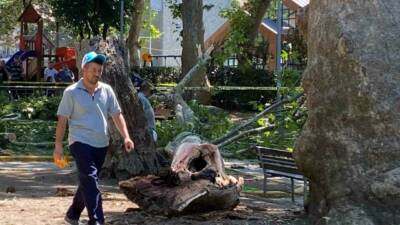Kocaeli’nin Gölcük ilçesinde çınar ağacından kopan dal vatandaşların üzerine düştü.