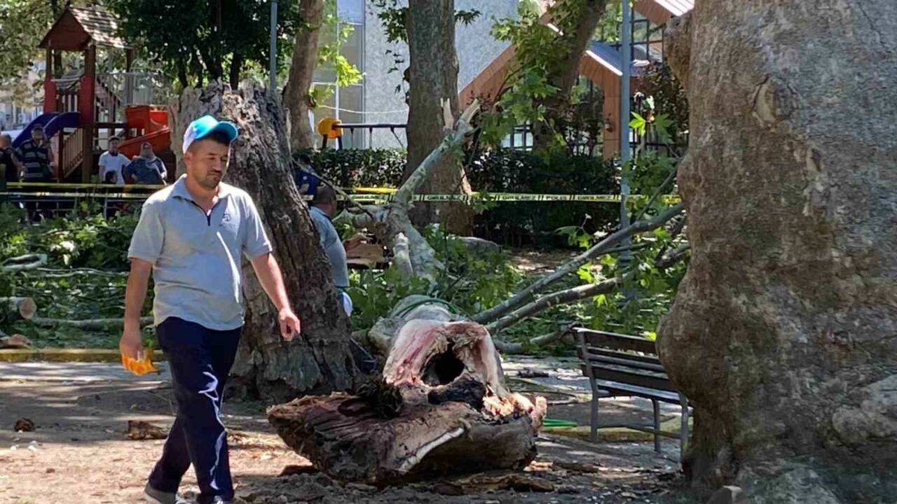 Kocaeli’nin Gölcük ilçesinde çınar ağacından kopan dal vatandaşların üzerine düştü.