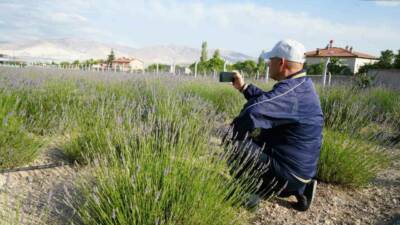 Niğde merkeze bağlı Yeşilburç köyünde kullanılmayan boş arazi, lavanta bahçesine