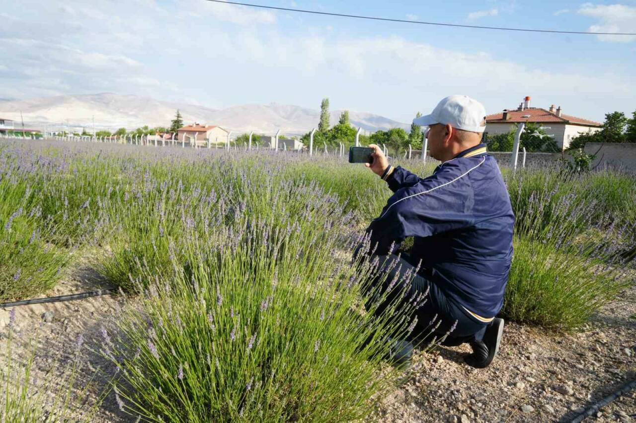 Niğde merkeze bağlı Yeşilburç köyünde kullanılmayan boş arazi, lavanta bahçesine