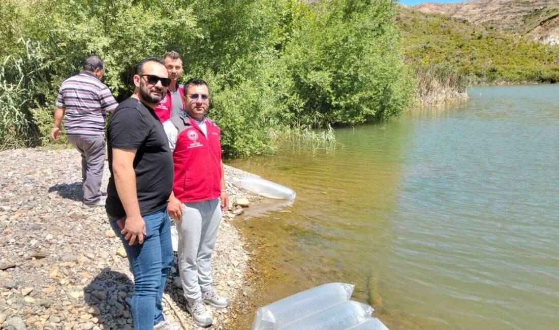 Muğla’nın Menteşe ilçesindeki Kozağaç Baraj Gölü’ne 40 bin sazan yavrusu