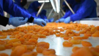 Malatya’dan yapılan kuru kayısı ihracatı 2025 yılının ilk yarısında geçen