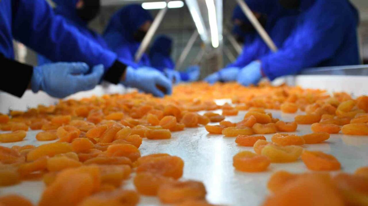 Malatya’dan yapılan kuru kayısı ihracatı 2025 yılının ilk yarısında geçen