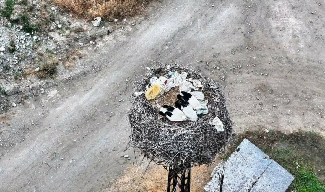 Sinop’un Boyabat ilçesinde yuvalarında uyuyan leylek ailesi, dronla görüntülendi. Sosyal