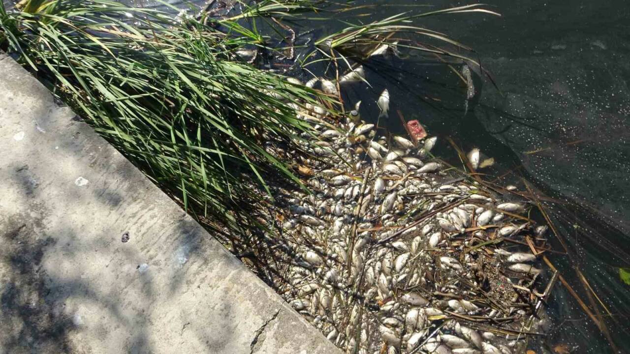 Maltepe Süreyyapaşa Barajı’nda binlerce balık telef oldu. Büyük ve küçük