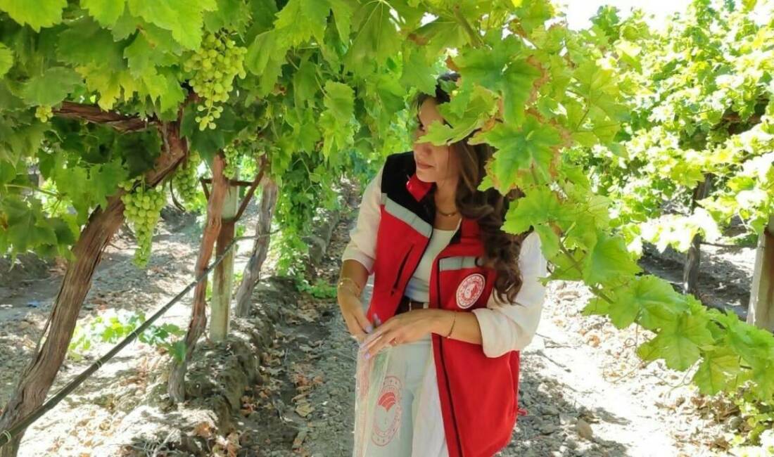 Manisa’nın önemli tarım ürünlerinden olan ve erkenci özelliğiyle dikkat çeken