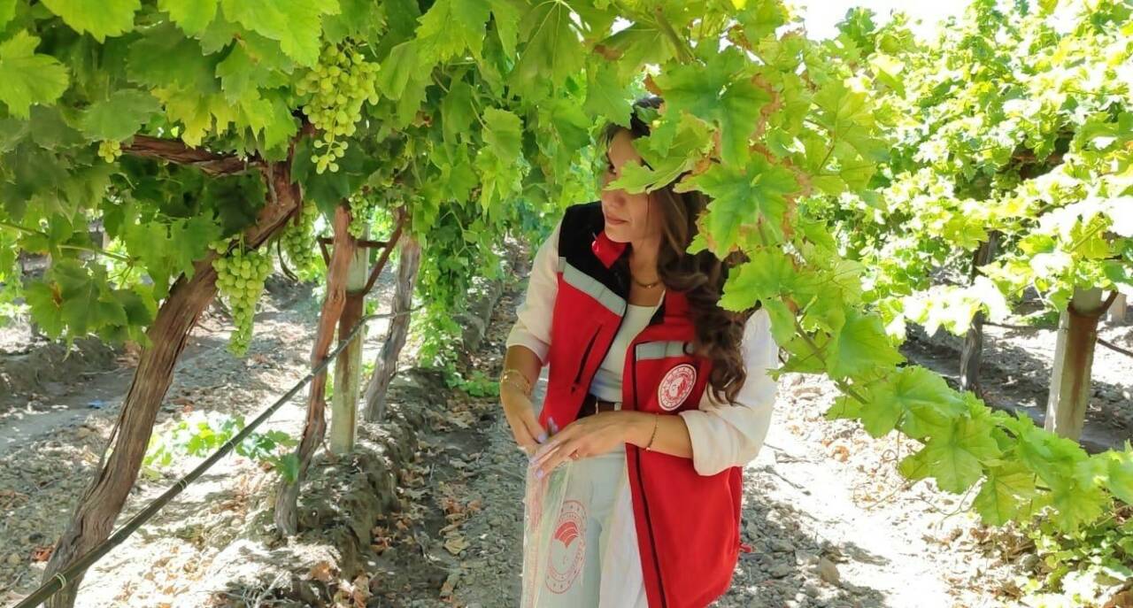 Manisa’nın önemli tarım ürünlerinden olan ve erkenci özelliğiyle dikkat çeken