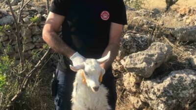 Mardin’in Artuklu ilçesine kuyuya düşen keçi, itfaiye ekiplerince kurtarıldı. Edinilen