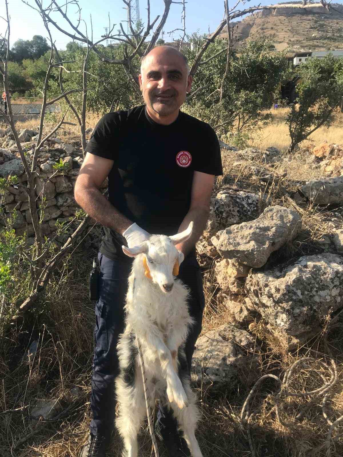 Mardin’in Artuklu ilçesine kuyuya düşen keçi, itfaiye ekiplerince kurtarıldı. Edinilen