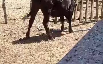 Bursa’da bir inek başını ahşap merdiven boşluğuna sıkıştırdı. Bursa’da Karacabey