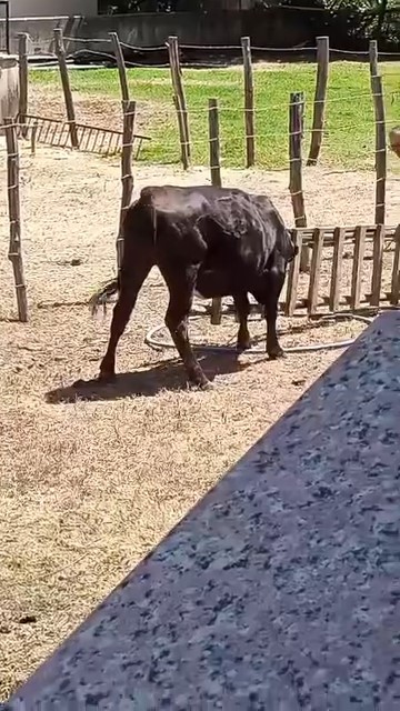 Bursa’da bir inek başını ahşap merdiven boşluğuna sıkıştırdı. Bursa’da Karacabey