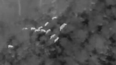 Aydın’ın Kuşadası ilçesinde bulunan Dilek Yarımadası Milli Parkı’nda sahillere inen