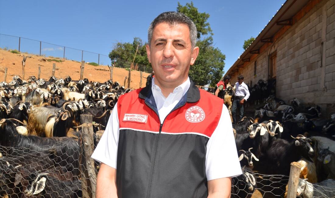 MUŞ (AA) – Muş Tarım ve Orman Müdürlüğü ekipleri, kentteki