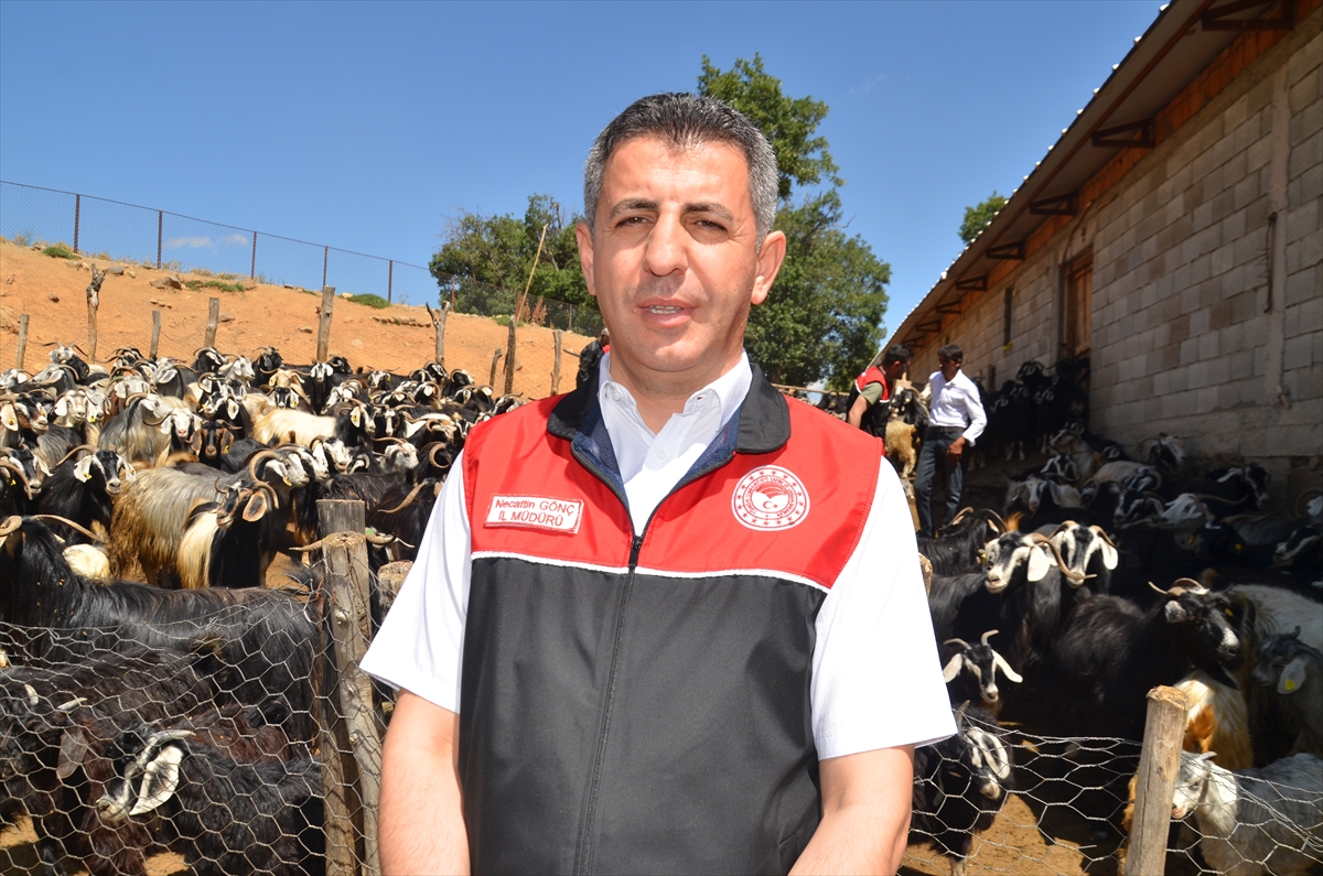 MUŞ (AA) – Muş Tarım ve Orman Müdürlüğü ekipleri, kentteki
