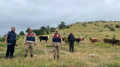 Erzincan’ın Refahiye ilçesinde önceki gün kaybolan 19 büyükbaş hayvan, jandarma