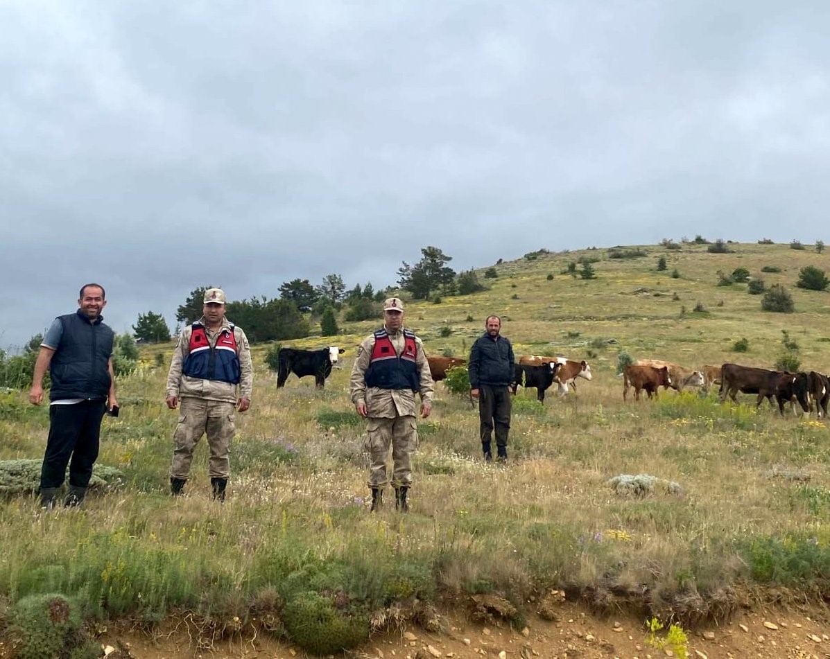Erzincan’ın Refahiye ilçesinde önceki gün kaybolan 19 büyükbaş hayvan, jandarma