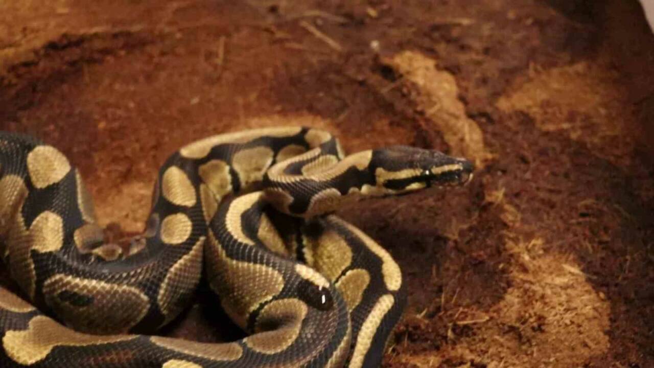 Sakarya’da 2025 yılının ilk 6 ayında uyuşturucu ve kaçakçılık suçlarıyla