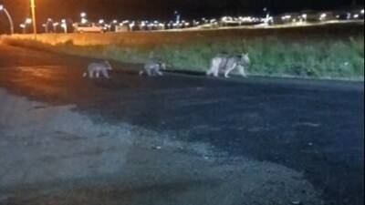Sarıkamış Ormanları, yaban hayatının canlı tanığı olmaya devam ediyor. Son