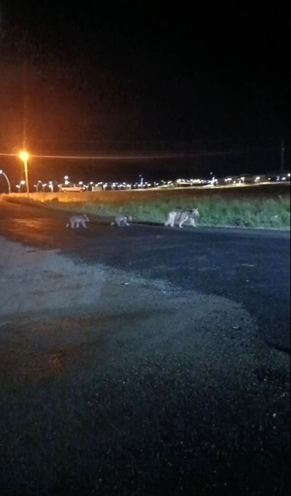 Sarıkamış Ormanları, yaban hayatının canlı tanığı olmaya devam ediyor. Son