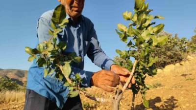 Siirt’te çiftçiler, ağaçlarını fıstık ağacına dönüştürmek için yoğun mesai harcıyor.