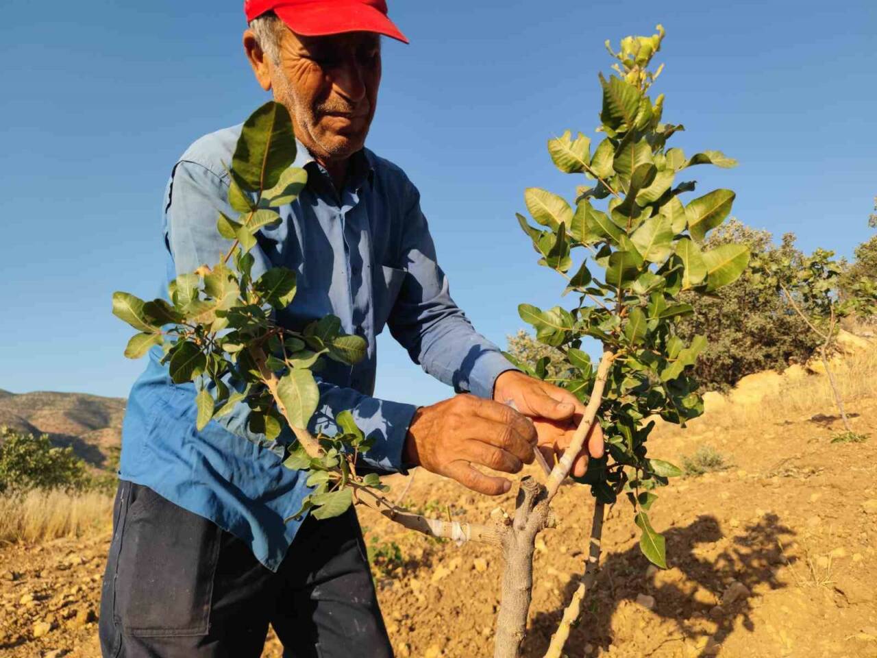 Siirt’te çiftçiler, ağaçlarını fıstık ağacına dönüştürmek için yoğun mesai harcıyor.