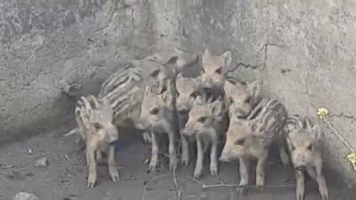 Osmaniye’de içi boş sulama havuzuna düşen 10 domuz yavrusu vatandaşlar