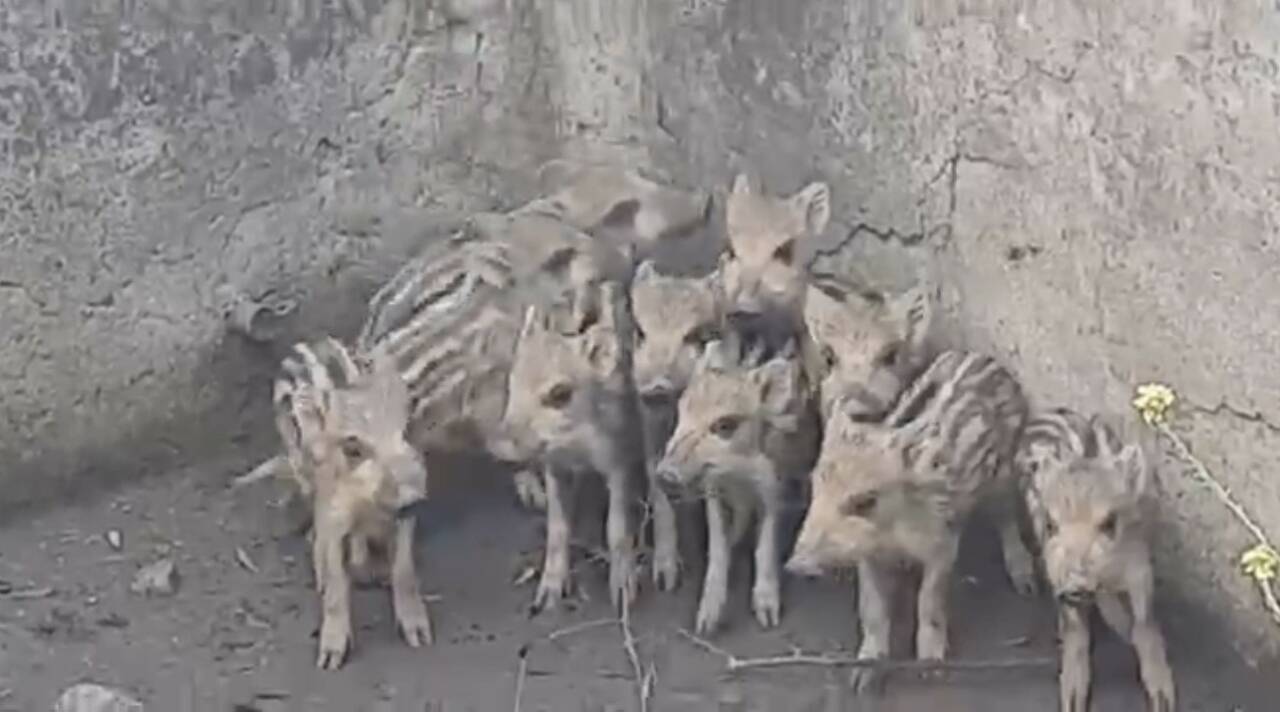 Osmaniye’de içi boş sulama havuzuna düşen 10 domuz yavrusu vatandaşlar