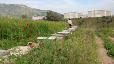 Aydın’ın Sultanhisar ilçesinde orman yangınlarına karşı alınan önlemler kapsamında, arıcılara