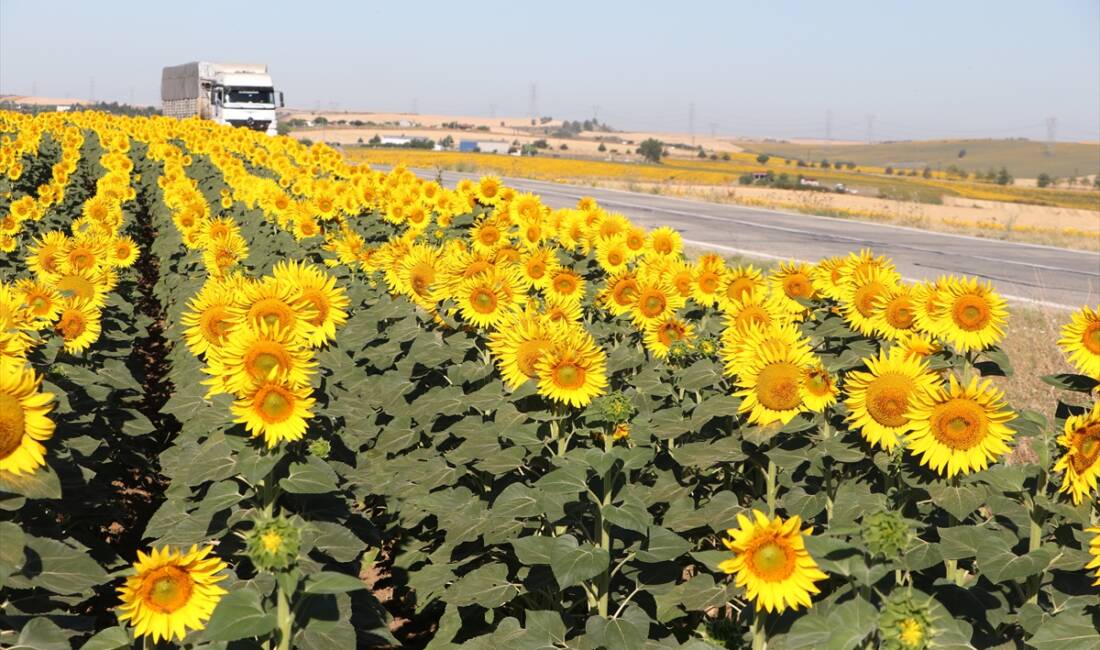 TEKİRDAĞ (AA) – Tekirdağ’da ayçiçeklerinin açmasıyla sarıya boyanan tarlalar, sürücüler