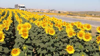 TEKİRDAĞ (AA) – Tekirdağ’da ayçiçeklerinin açmasıyla sarıya boyanan tarlalar, sürücüler