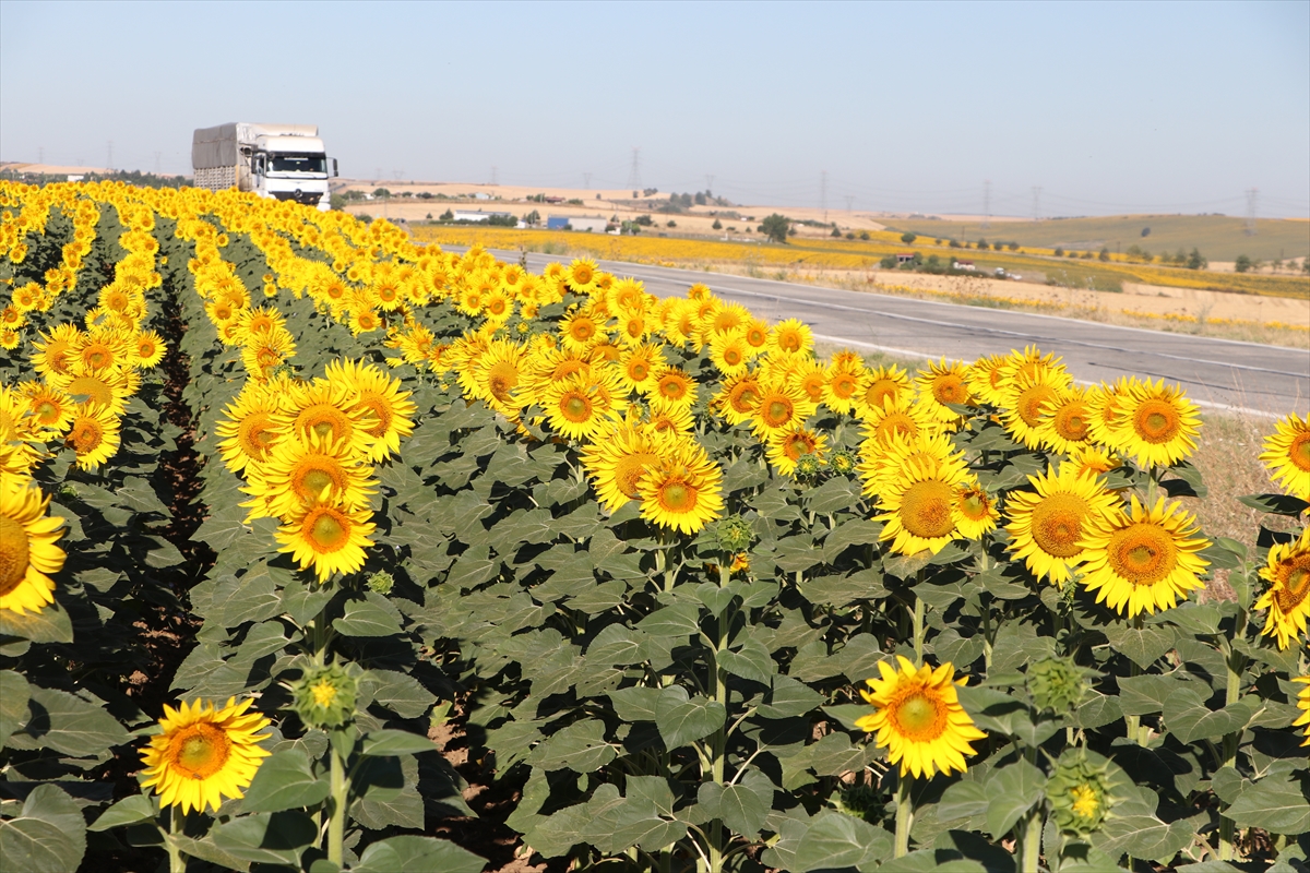 TEKİRDAĞ (AA) – Tekirdağ’da ayçiçeklerinin açmasıyla sarıya boyanan tarlalar, sürücüler