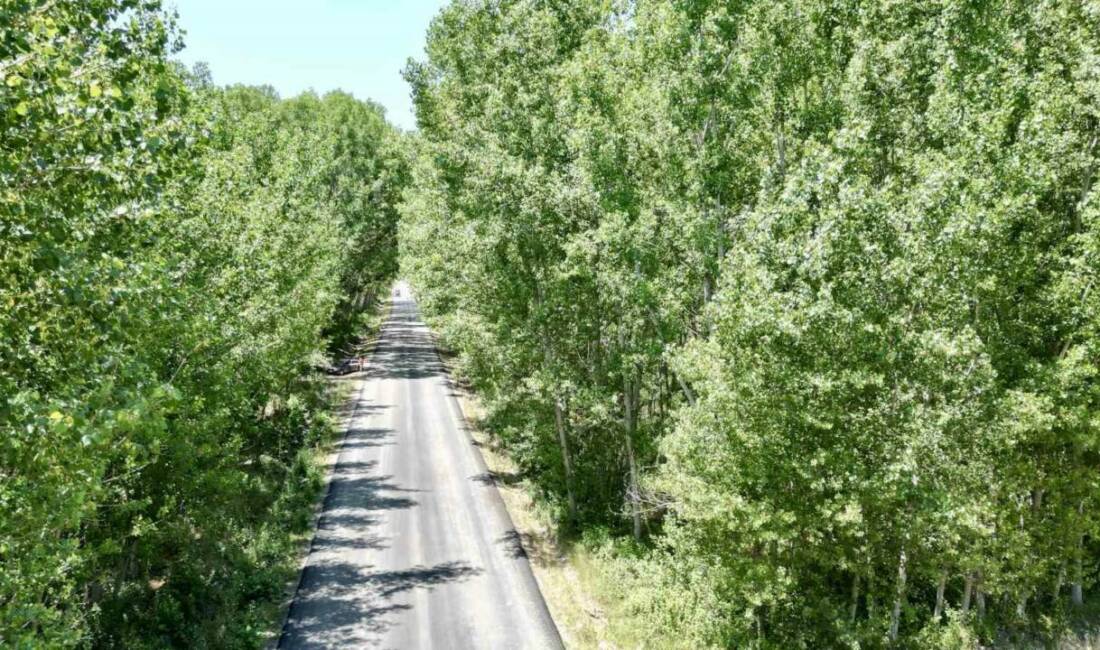 Tokat’ta bir köyün girişindeki ağaç tüneli, manzarası ile görenleri mest