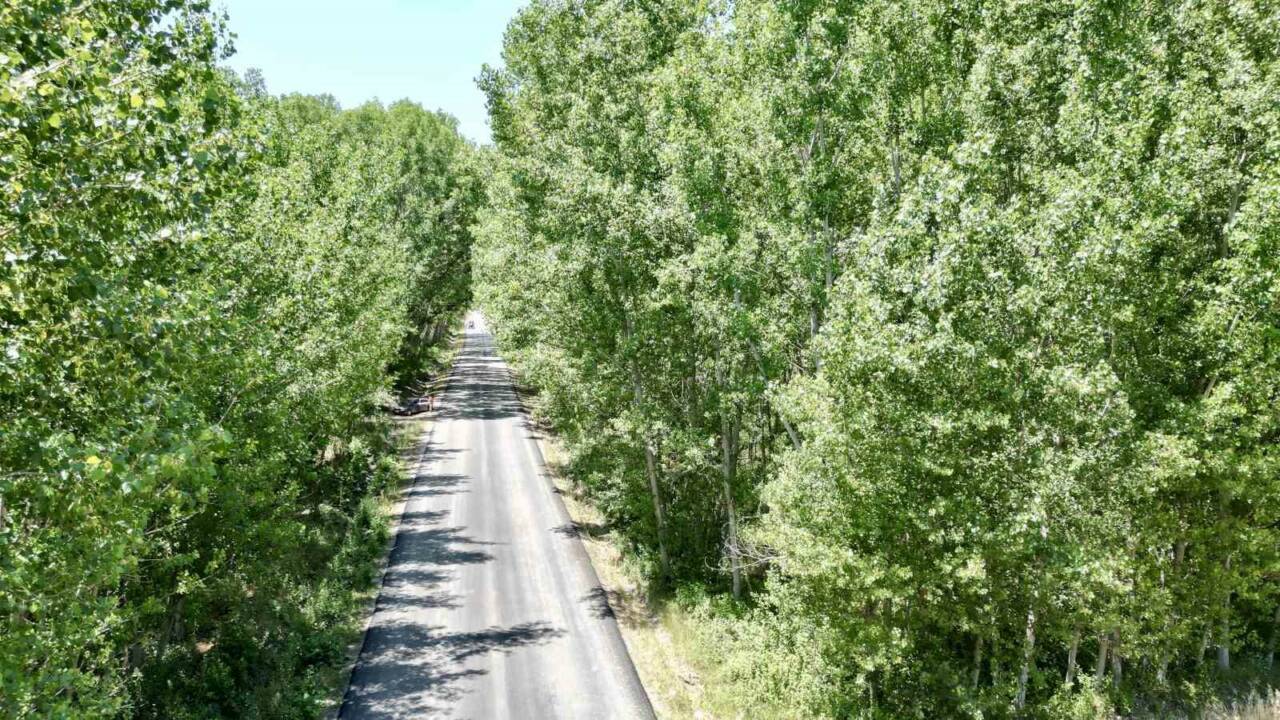 Tokat’ta bir köyün girişindeki ağaç tüneli, manzarası ile görenleri mest