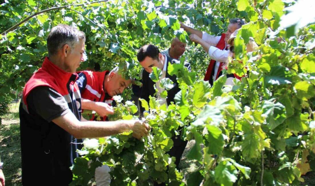 Türkiye’de Ordu’dan sonra en çok fındık üretilen ikinci il olan